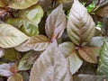 A close up of Acalypha wilkesina Royalty Free Stock Photo